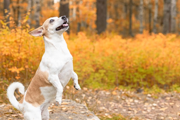 Jack Russell terrier A smiling thoroughbred dog in nature Pets