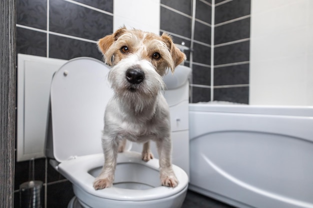 Jack Russell Terrier stands in the bathroom on a white toilet A shell is visible in the background Dog peeing and pooping