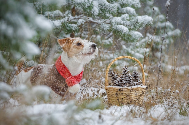 Jack Russell Terrier stands in the forest Snowing A dog in a festive red scarf with a bubo and a brown sweater against the backdrop of trees Basket with pine cones Christmas concept