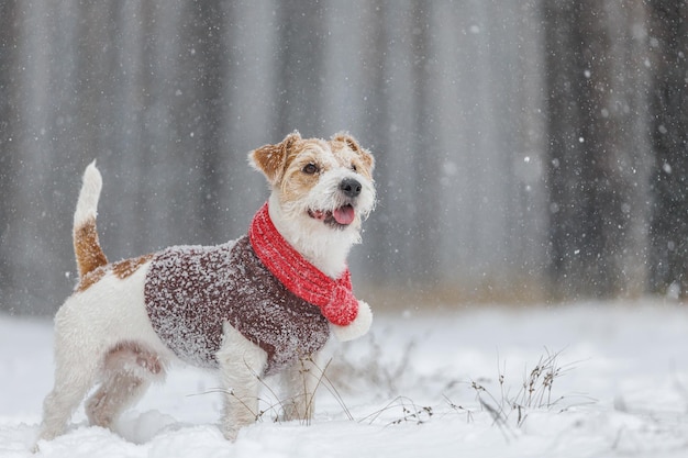 Jack Russell Terrier stands in the forest Snowing A dog in a festive red scarf with a bubo and a brown sweater against the backdrop of trees Christmas concept