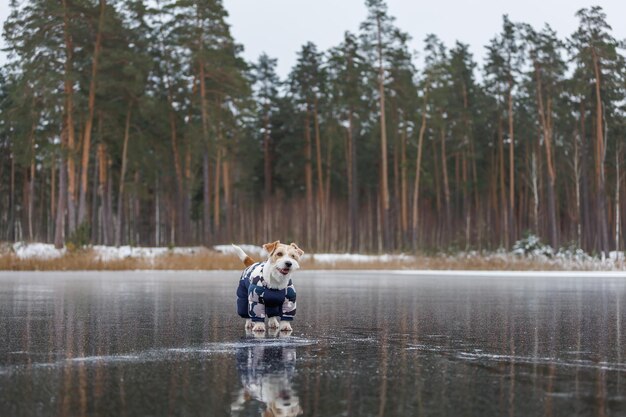 Jack Russell Terrier stands on the ice of a lake in a winter forest A dog in a blue warm down jacket on a background of green pine trees The animal is reflected in the frozen water