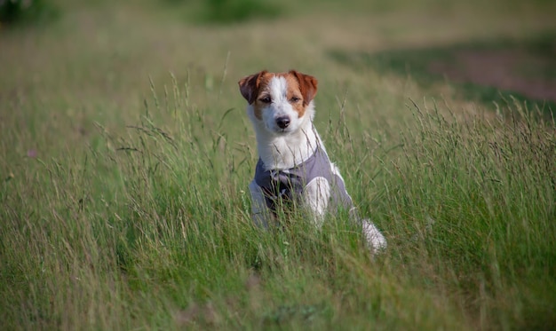 Jack Russell Terrier in the tall grass on a walk in nature