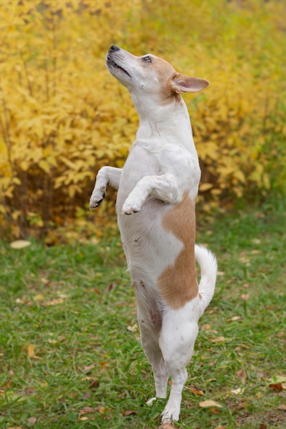 Jack Russell terrier A thoroughbred dog in a public park Pets