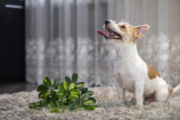 Jack Russell Terrier turned the potted plant onto the carpet Mess in the house