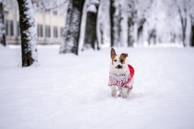 Jack russell terrier wear in red sweater during walking with snow on Winter