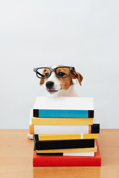 Jack russell terrier wearing glasses sitting with books reading and studying on a white background