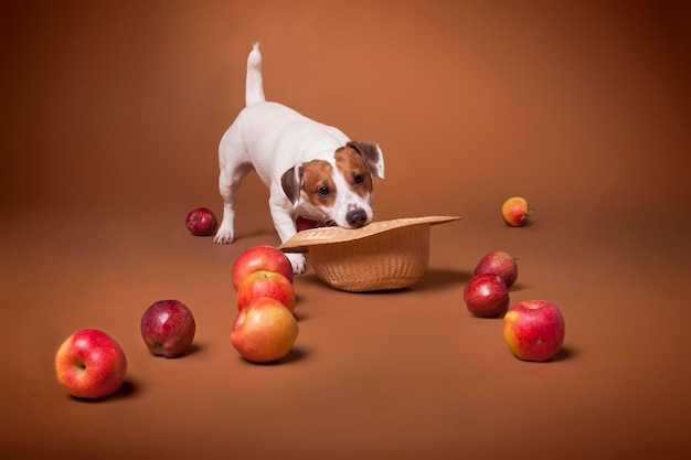 Jack Russell Terrier white and red dog bites his hat and sprinkles apples