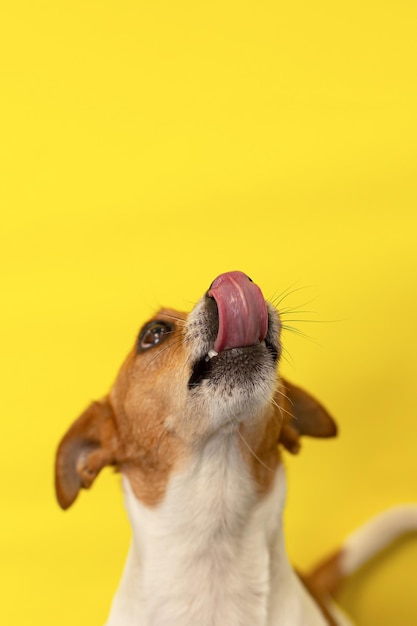 Jack Russell terrier on a yellow background A thoroughbred dog Copy space