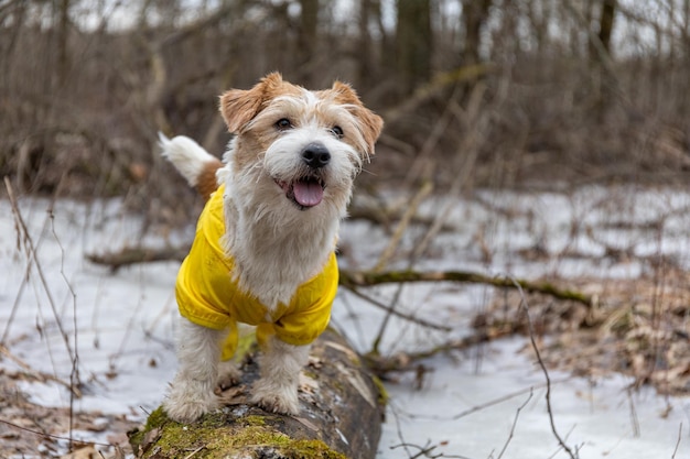 Jack Russell Terrier in a yellow raincoat for a walk The dog stands in the park on the ice against the background of trees Spring dirty rainy weather