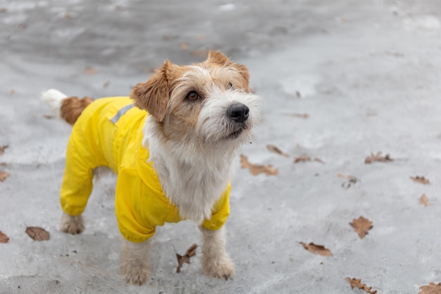 Jack Russell Terrier in a yellow raincoat for a walk The dog stands in the park on the ice against the background of trees Spring dirty rainy weather