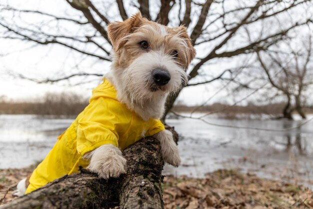 Jack Russell Terrier in a yellow raincoat for a walk The dog stands in the park near the tree against the backdrop of the lake Spring dirty weather