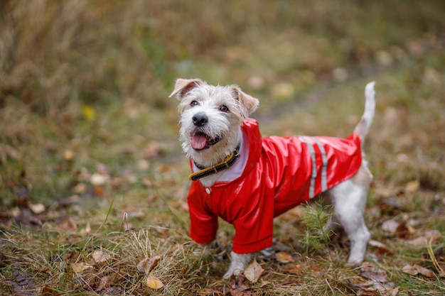 Jack Russell Terrier in a yellow raincoat walks through the autumn park Dog walking in autumn leaves