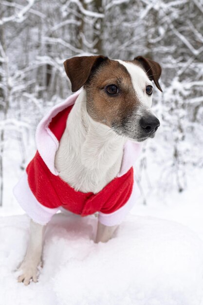 Jack Russell TerrierA thoroughbred dog in a Santa Claus costume Christmas