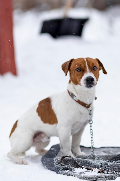 Jack Russell waiting for his master winter