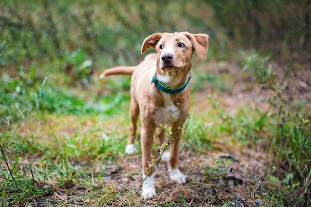 Jack Russell on a walk in the autumn Park