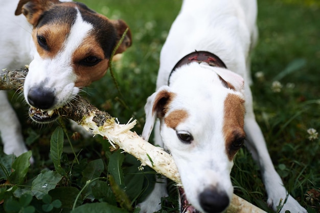 Jack russells fight over stick