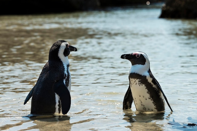 Jackass Penguins Spheniscus Demersus