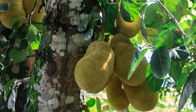 Jackfruit as know as jaca hanging from a jackfruit tree Famous fruit from Brazil Species Artocarpus heterophyllus