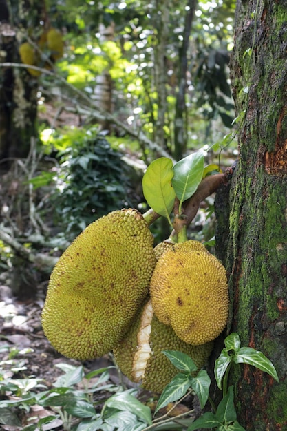 Jackfruit as know as jaca hanging from a jackfruit tree Famous fruit from Brazil Species Artocarpus heterophyllus