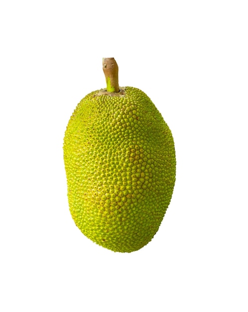 Jackfruit in isolated with clipping path