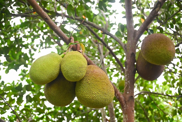 Jackfruit on the jackfruit tree tropical fruit summer on nature leaf background