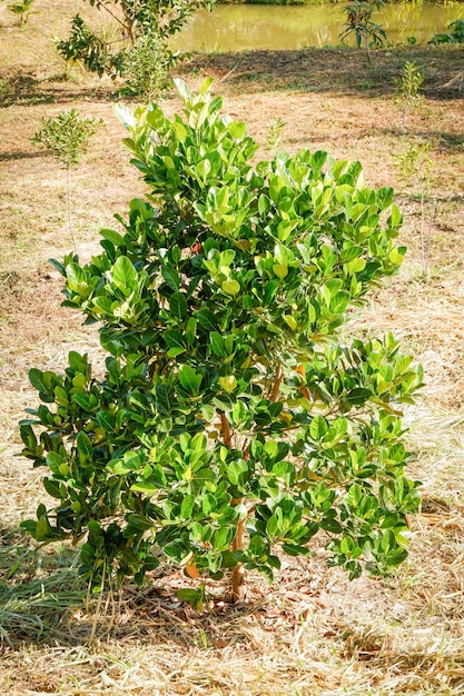 Jackfruit tree in orchardJackfruit tree plant in the garden farm