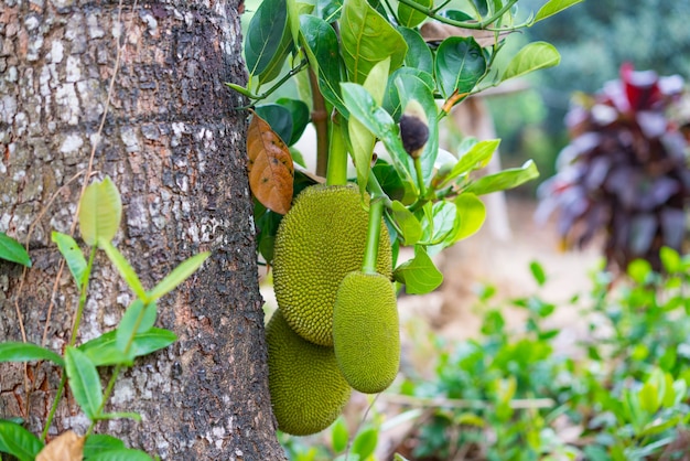 Jackfruit Tree and young Jackfruits