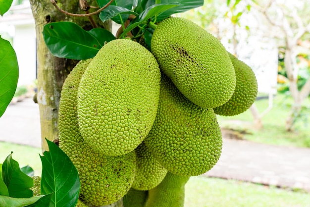 Jackfruit trees belong to the Moraceae tribe the scientific name is Artocarpus heterophyllus