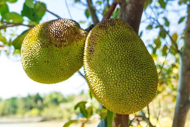 Jackfruit