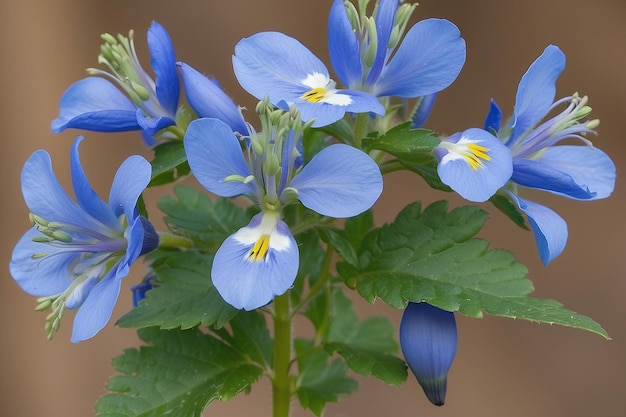 Jacobs Ladder Polemonium caeruleum Inflorescence Closeup