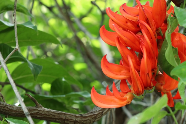 Jade vine