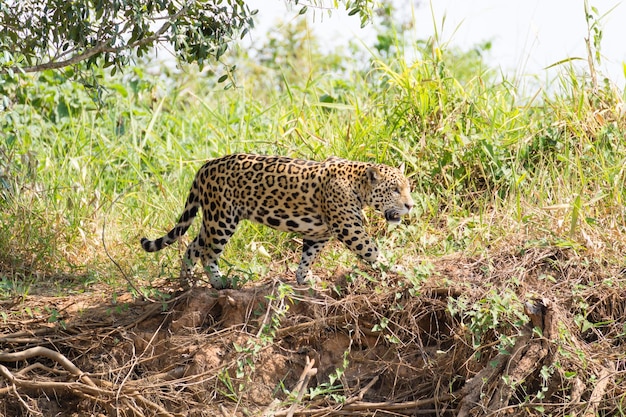 Jaguar from Pantanal Brazil