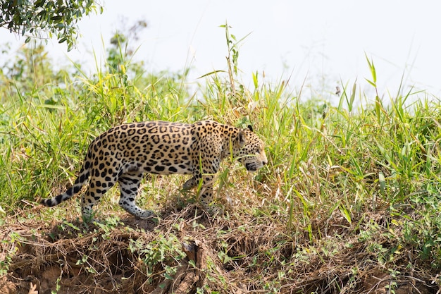 Photo jaguar from pantanal brazil