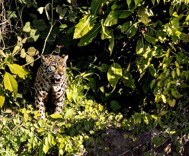 Photo jaguar in pantanal brazil