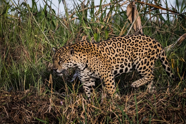 Jaguar walking in the wild. wildlife in pantanal.