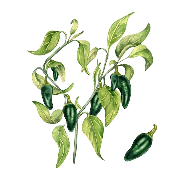 Jalapeno green hot pepper bush watercolor illustration isolated on white background