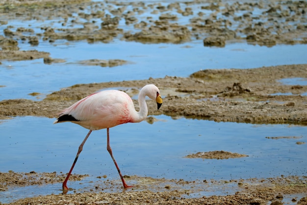 James Flamingo walking in the Shallow Water of Laguna Hedionda