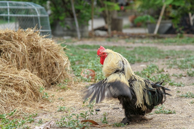 Photo japan hen or japan bantum in garden show wing