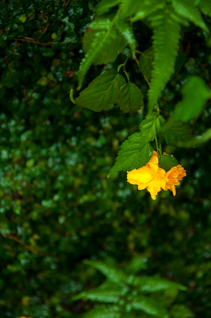 Japan Tokyo Golden Dragon Mountain Sensoji Temple low wall yellow flowers rainy day