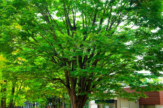 Japan Tokyo Sensoji Temple Kaminarimon shopping street rainy day green maple trees