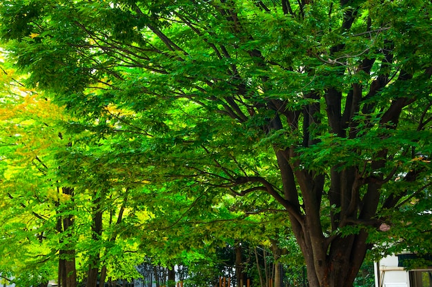 Japan Tokyo Sensoji Temple Kaminarimon shopping street rainy day green maple trees