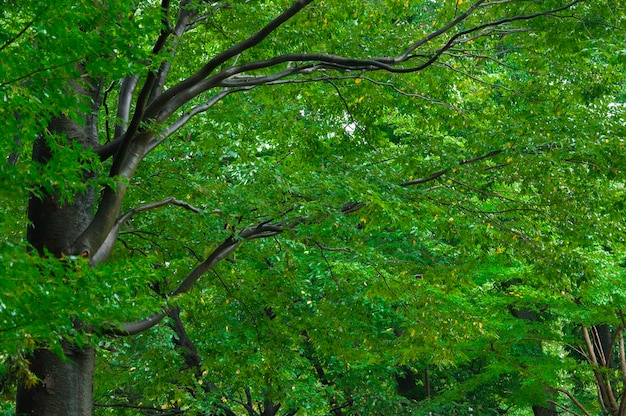 Japan Tokyo Sensoji Temple Kaminarimon shopping street rainy day green maple trees