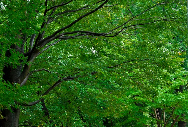 Japan Tokyo Sensoji Temple Kaminarimon shopping street rainy day green maple trees