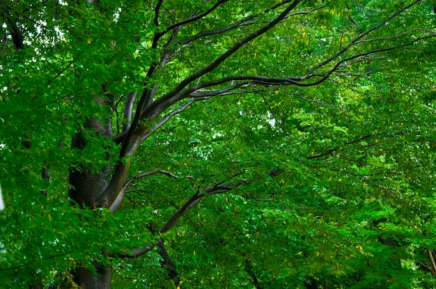 Japan Tokyo Sensoji Temple Kaminarimon shopping street rainy day green maple trees