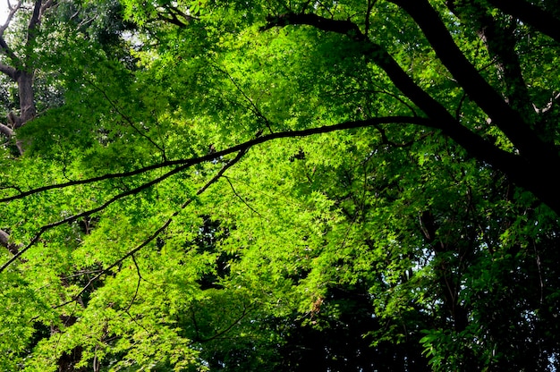 Japan Tokyo Sensoji Temple Kaminarimon shopping street rainy day green maple trees