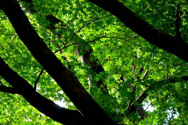 Japan Tokyo Sensoji Temple Kaminarimon shopping street rainy day green maple trees