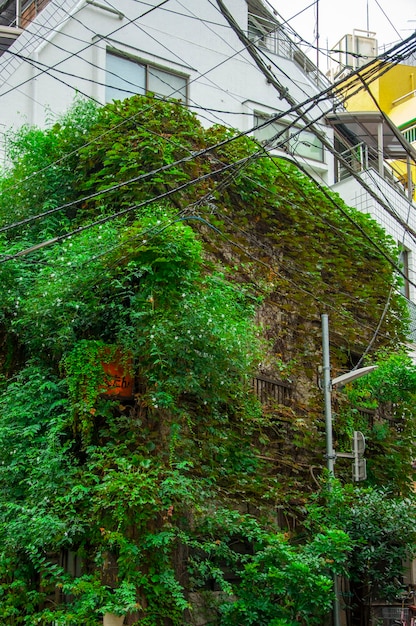 Japan Tokyo Shinjuku creeping vines green buildings green walls