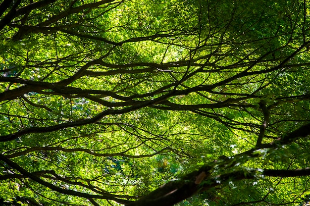 Japan Tokyo Shinjuku Gyoen National Garden park centuryold pine trees pine trees