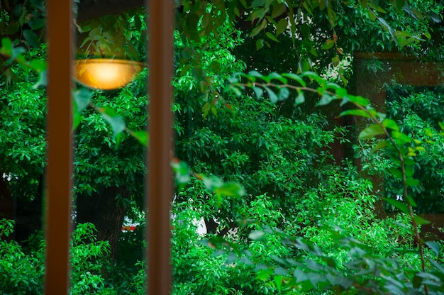 Japan Tokyo Shinjuku tranquil cafe windows plants greenery