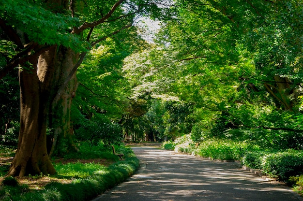 Japan Tokyo summer peaceful Ueno Park plant forest